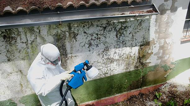 Top rated local Mold Remediation specialists in Red Bank, NJ